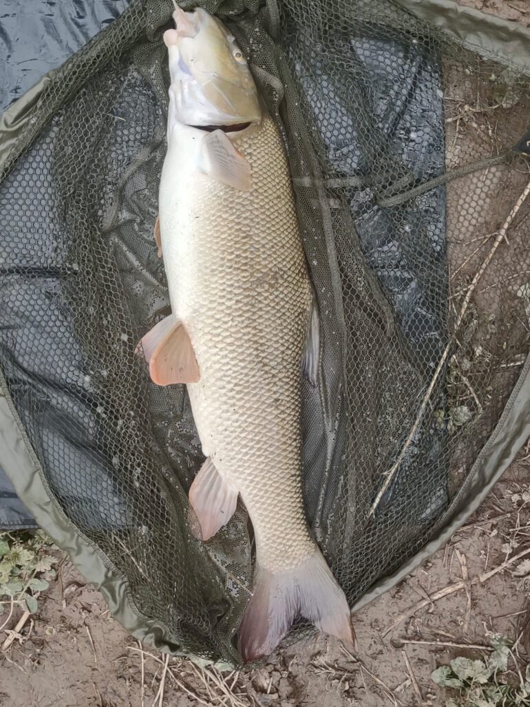 Cracking barbel from Weirend.