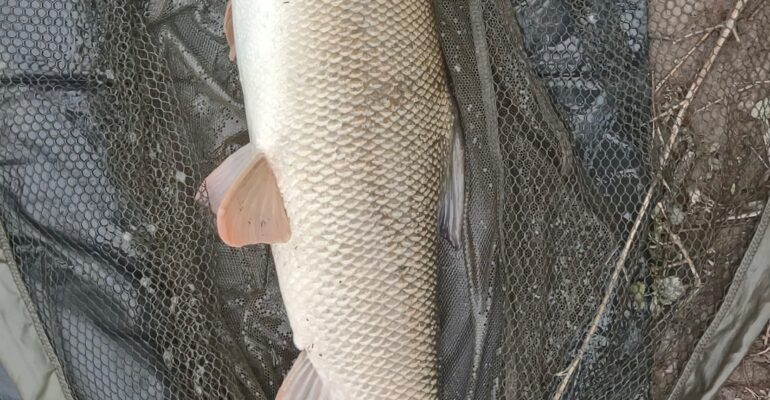 Cracking barbel from Weirend.