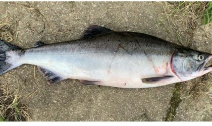 Watch out for invasive Pink Salmon.