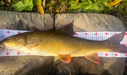 Autumn Work Party and Longest Barbel & Chub Competition