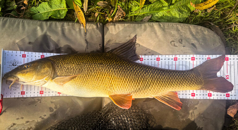 Autumn Work Party and Longest Barbel & Chub Competition