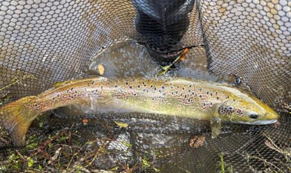AT LAST A SALMON!
