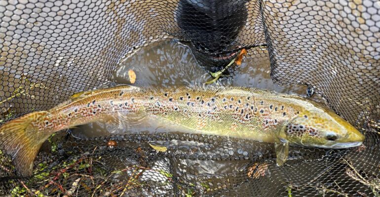 AT LAST A SALMON!