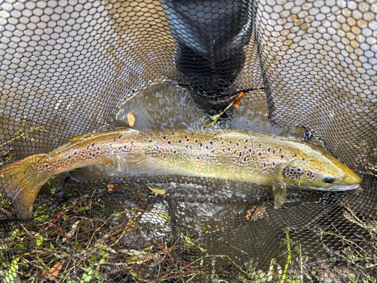 AT LAST A SALMON!
