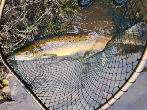 A Bit like London buses!!